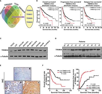 Targeting TRIM54/Axin1/β-Catenin Axis Prohibits Proliferation and Metastasis in Hepatocellular Carcinoma